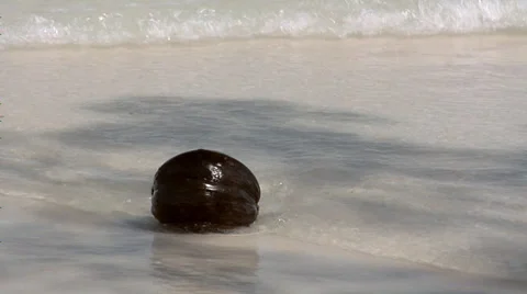 Coconut on the Beach Video stock 38609906