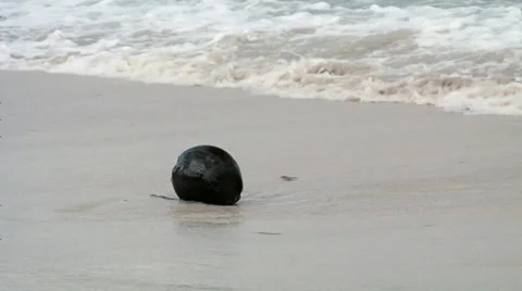 Coconut on the Beach Stock Footage 38609927