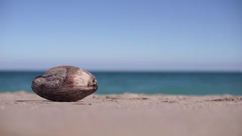 Coconut on the Beach Video stock 101371891