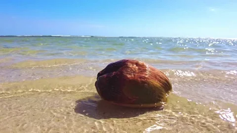 A coconut on the beach 스톡 동영상 150286068