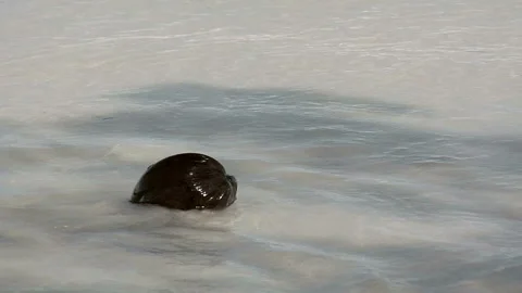 Coconut on the Beach Stock-Footage 327892100