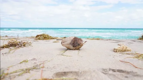 Coconut on the Beach with Ocean View Background Stock-Footage 158345732