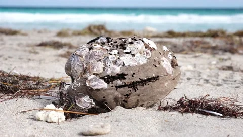 Coconut on the Beach with Ocean View Background Stock-Footage 158345797
