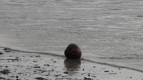 Coconut at the beach of the pacific ocean with waves on the sand Vidéo 159084742