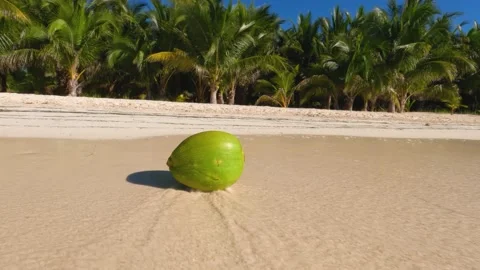 Coconut on beach with palm trees Video stock 237175118