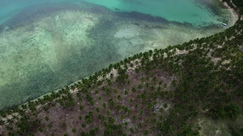 Coconut beach in palm trees in the Philippines Stock Footage 275164706