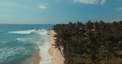 Coconut beach palms Video stock 73218034