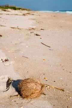 Coconut on Beach Фото