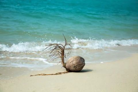 Coconut on the beach Foto stock
