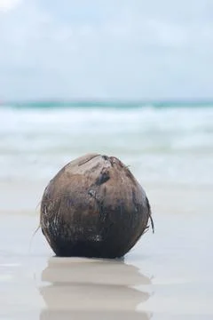 Coconut on beach Stock Photos