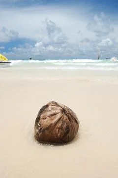 Coconut on beach Stock Photos