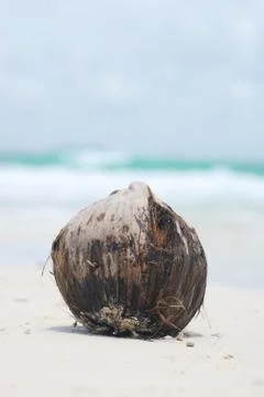 Coconut on beach Stock Photos