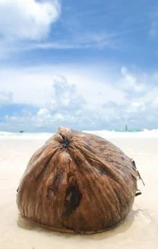 Coconut on beach Stock Photos