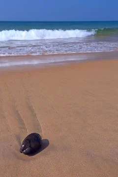 Coconut on a beach Stock Photos