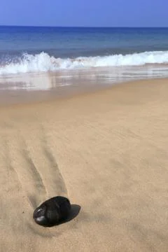 Coconut on a beach Stock Photos