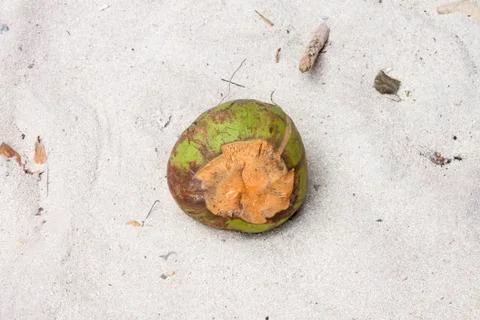Coconut on a beach Stock Photos