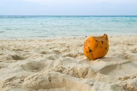 Coconut on the Beach Stock Photos