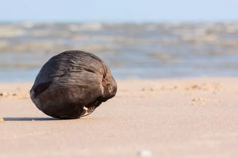 The coconut on the beach Stock Photos