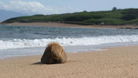 Coconut on the Beach Foto stock
