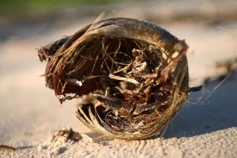 Coconut on the beach Stock Photos