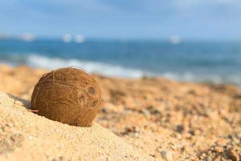 Coconut at the beach Stock Photos