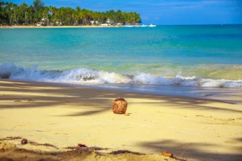 Coconut on the beach Stock-Fotos