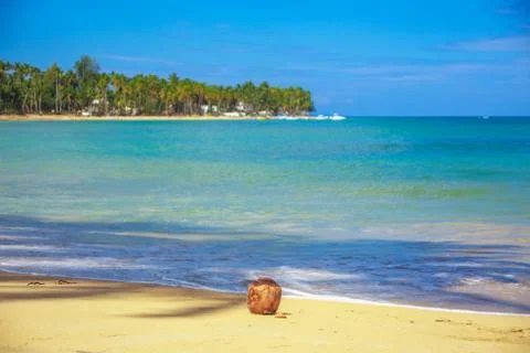 Coconut on the beach Stock Photos