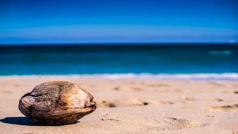 Coconut on the beach Stock Photos