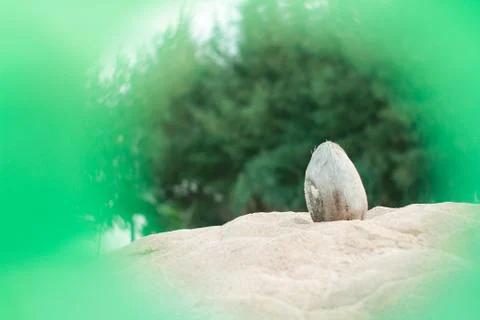 Coconut on beach 写真素材