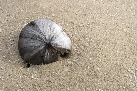 Coconut on the beach. Photos