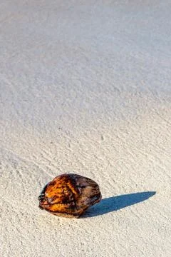 A Coconut on the Beach Stock Photos