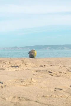 Coconut on the beach Stock Photos