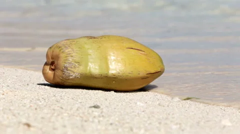 Coconut at the beach - Seychelles Stock Footage 61003574