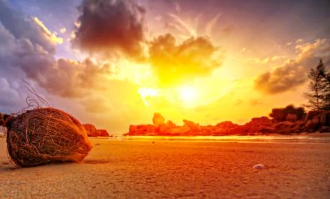 Coconut on beach at sunset Stock Photos