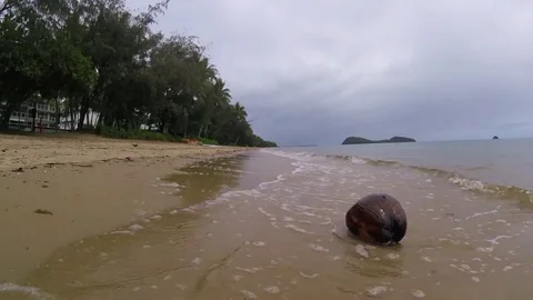 A coconut on the beach washed away by the ocean Stock-Footage 69871137