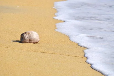 Coconut at the beach with waves Foto stock