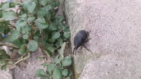 Coconut beetle Stock Footage 261782656