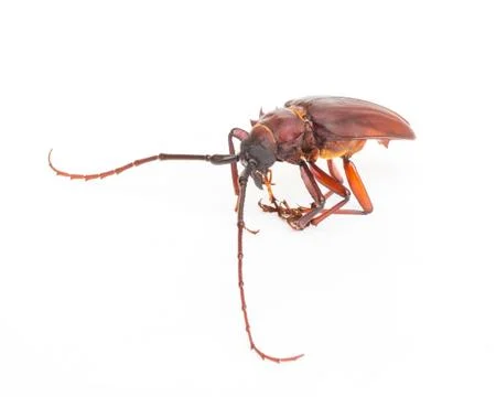 Coconut beetle isolated on white background 스톡 사진