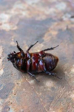 Coconut beetle upside down on concrete floor Stock Photos