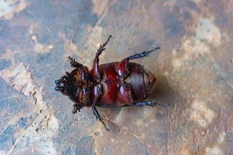 Coconut beetle upside down on concrete floor Stock Photos