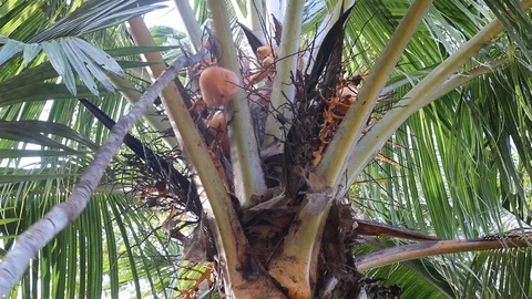 Coconut being cut from  A tree Stock Footage 113204186