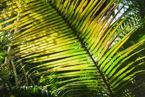 Coconut big leaf with shining though sun Stock Photos