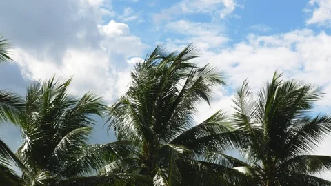 Coconut on blue sky cloud Stock-Footage 114274680