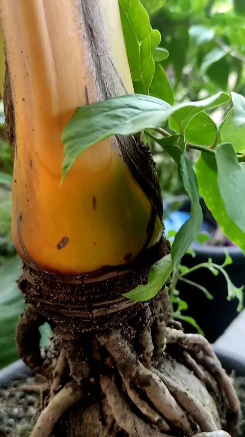 Coconut bonsai Stock Footage 204974031