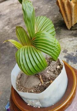 The coconut bonsai Stock Photos