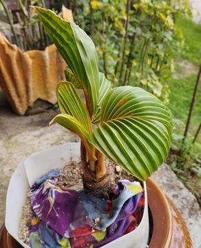 The coconut bonsai Stock Photos