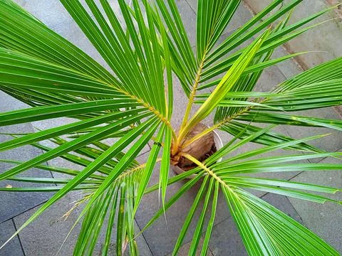 Coconut bonsai Stock Photos