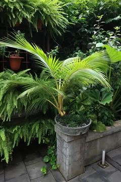 Coconut bonsai Stock Photos
