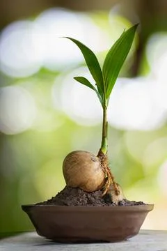 Coconut bonsai tree on marble table nature  background Stock-Fotos