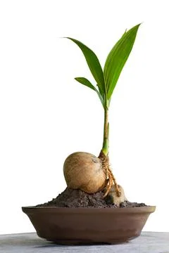 Coconut bonsai tree on marble table isolate white background Foto stock
